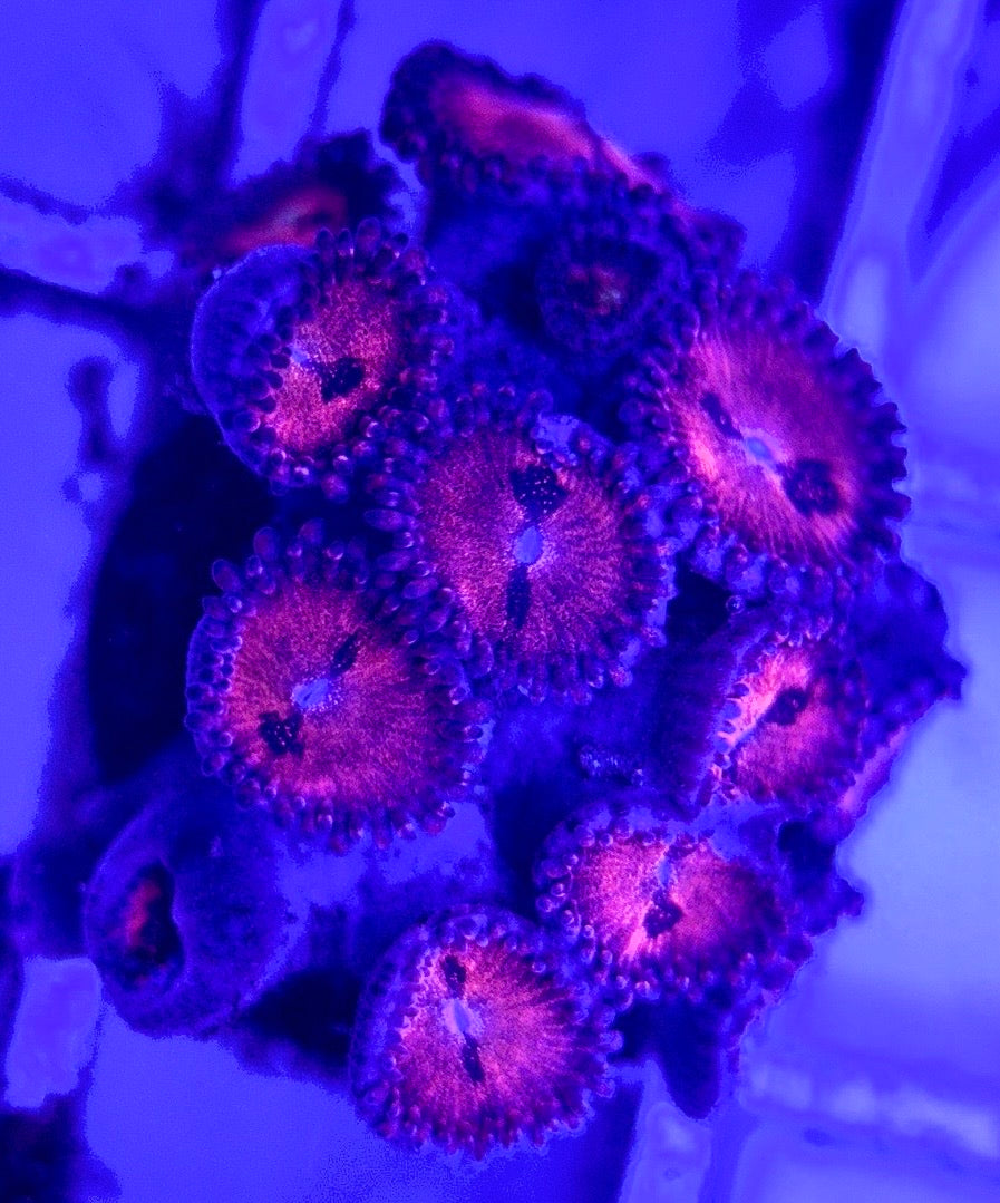 Zoas/Paly ZP102903 WYSIWYG