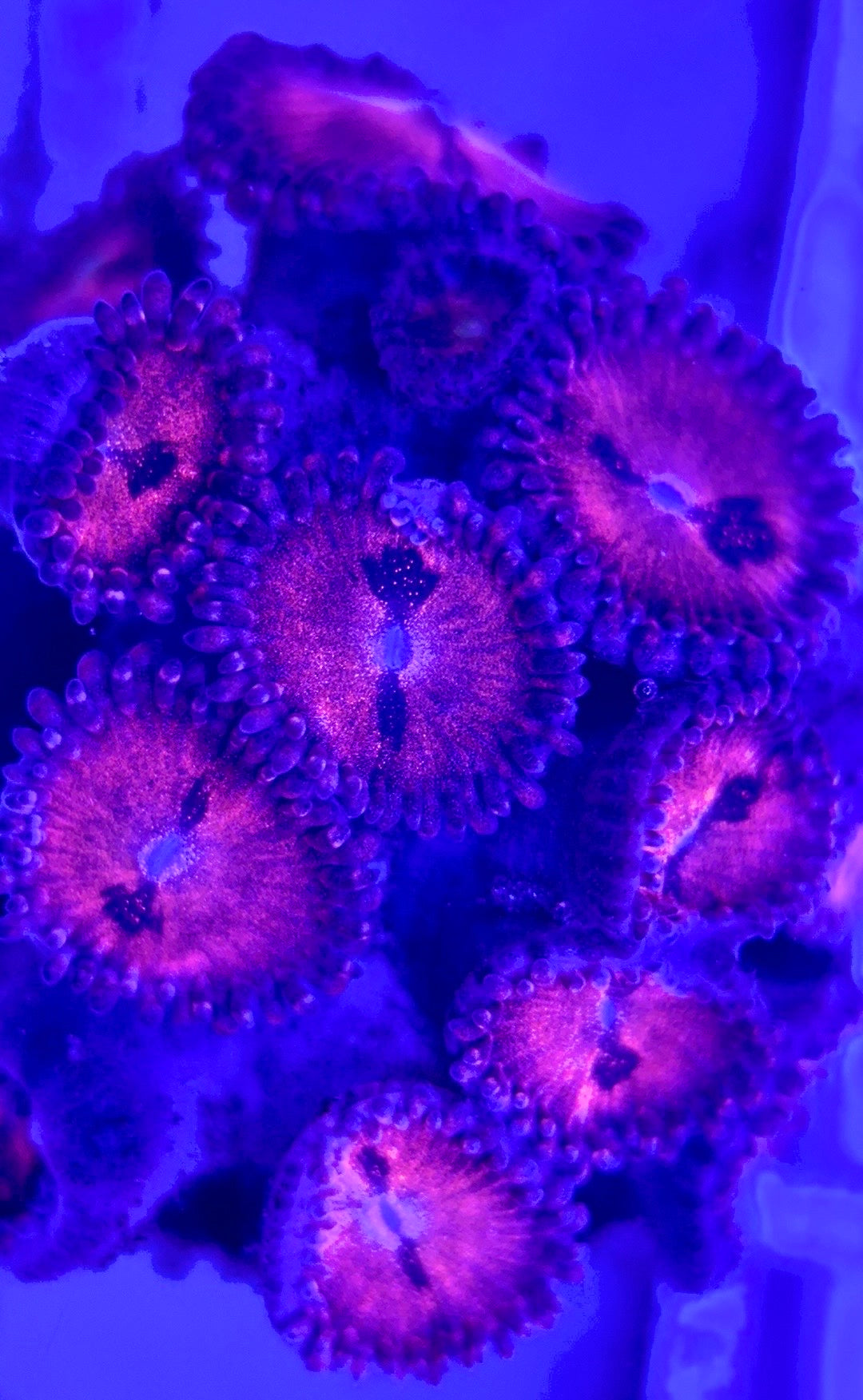 Zoas/Paly ZP102903 WYSIWYG