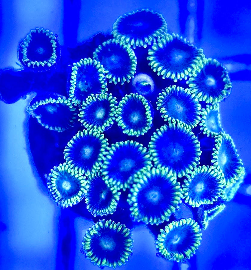 Zoas/Paly ZP102901 WYSIWYG