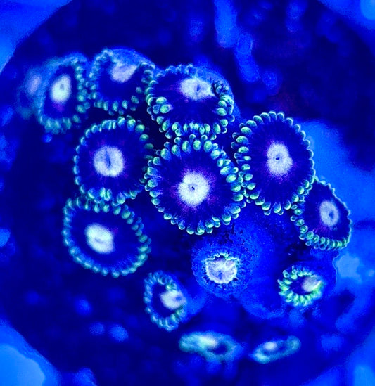 Zoas/Paly ZP102902 WYSIWYG