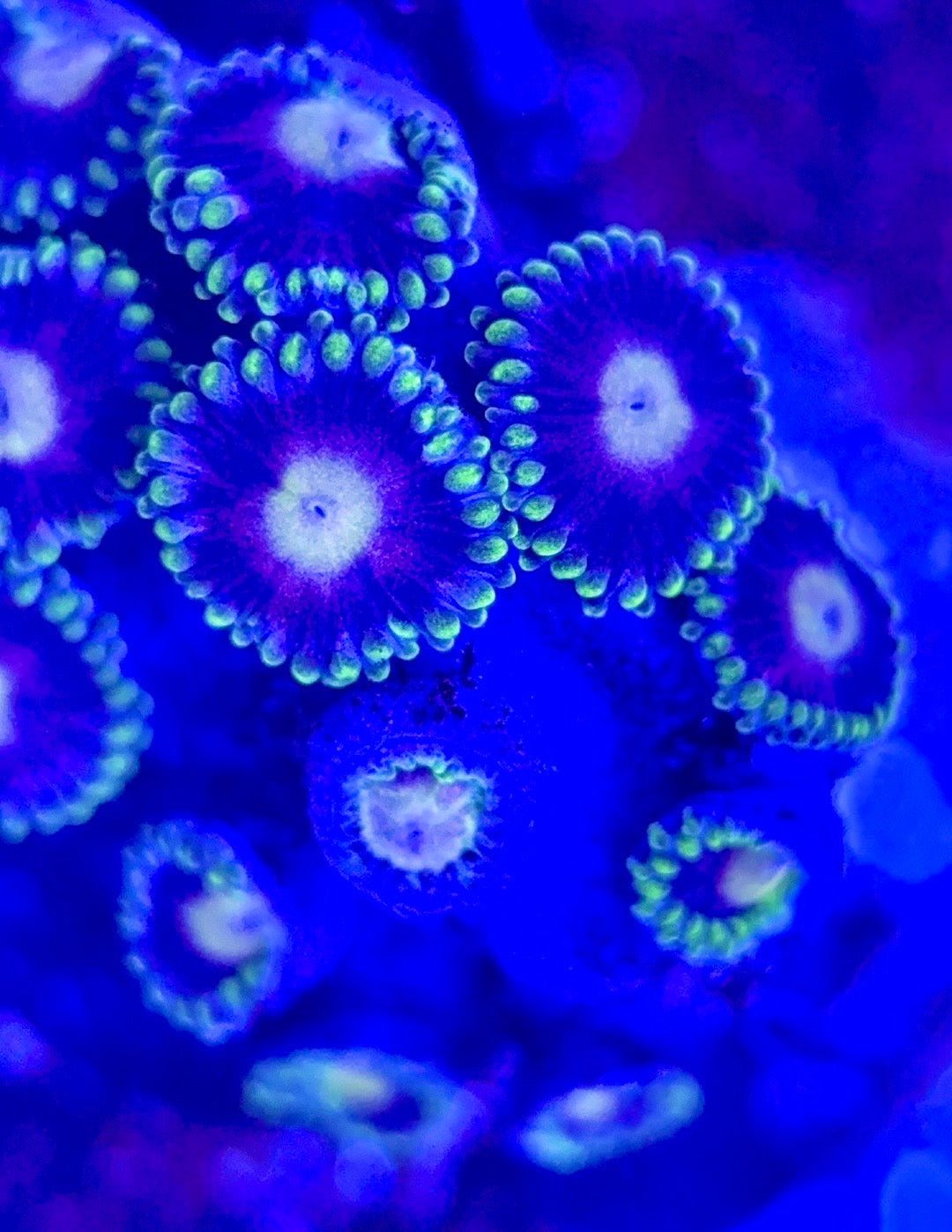 Zoas/Paly ZP102902 WYSIWYG