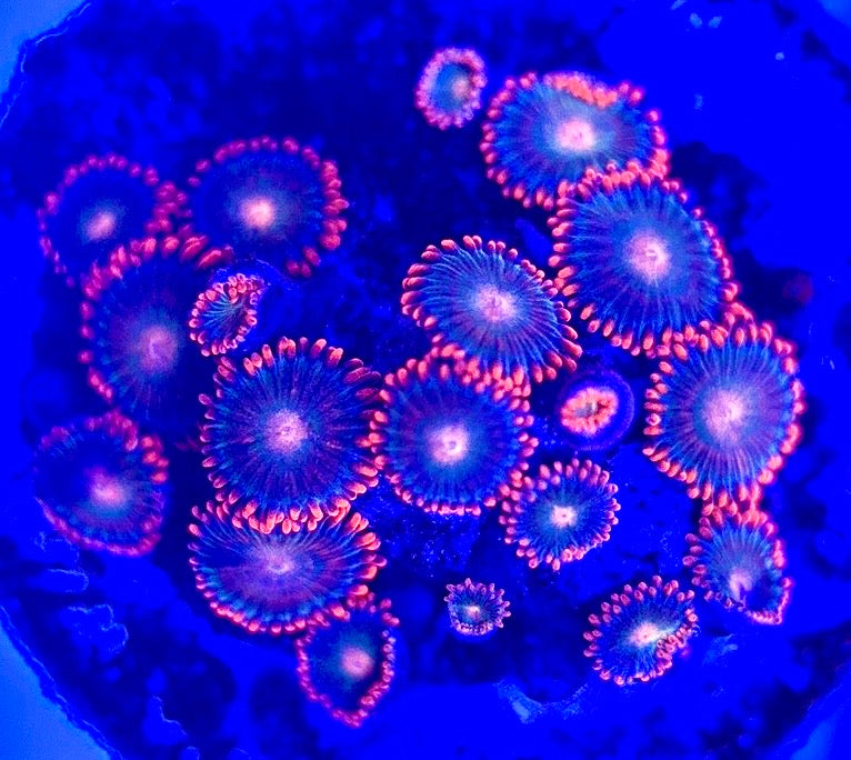 Zoas/Paly ZP102901 WYSIWYG