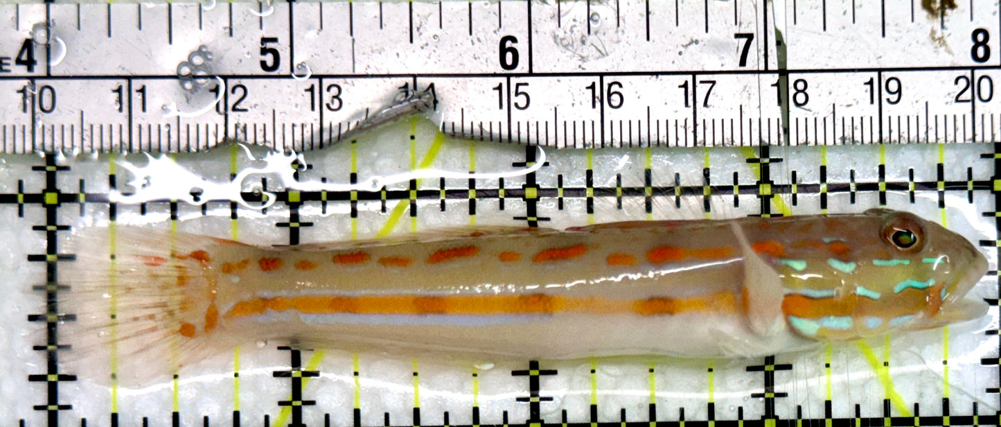 Diamond Watchman Goby DWG091302 WYSIWYG Size: L 4"