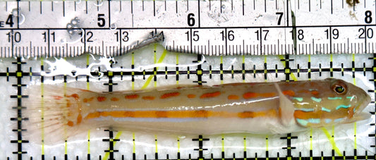Diamond Watchman Goby DWG091302 WYSIWYG Size: L 4"