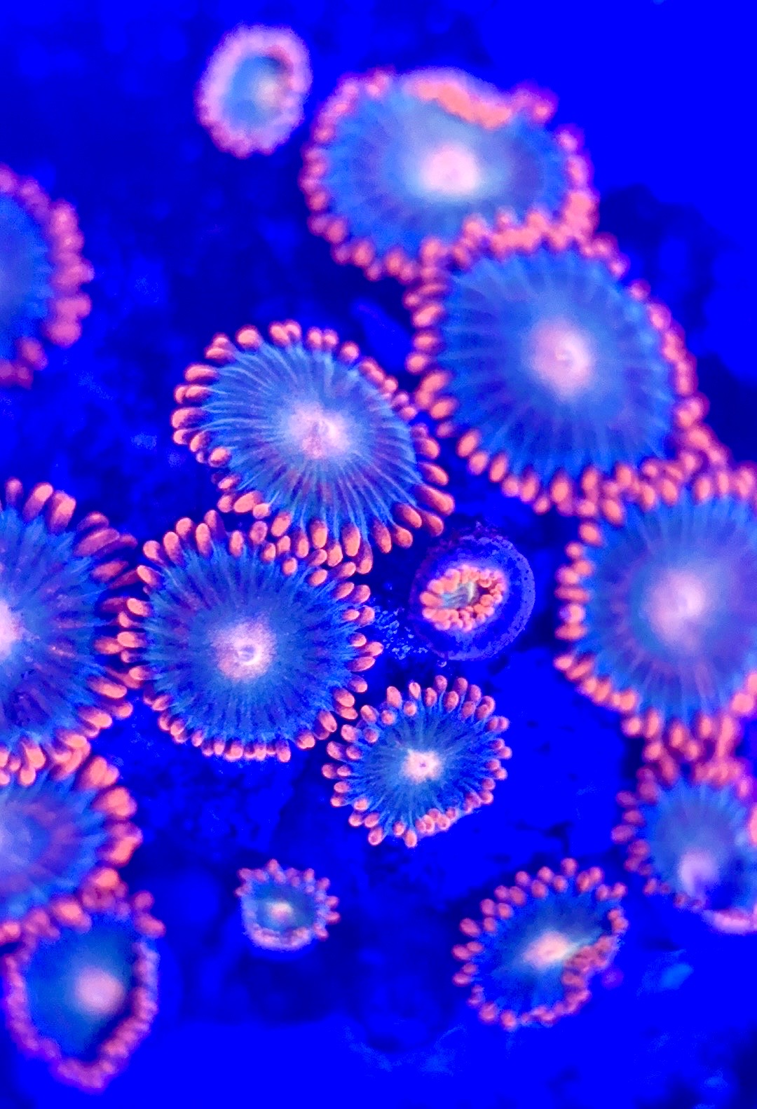 Zoas/Paly ZP102901 WYSIWYG