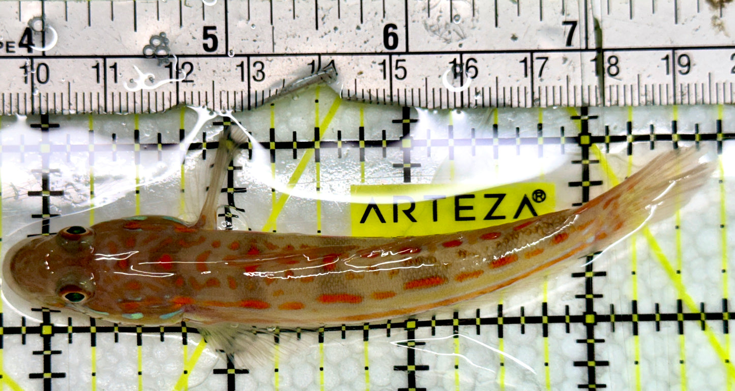 Diamond Watchman Goby DWG091302 WYSIWYG Size: L 4"