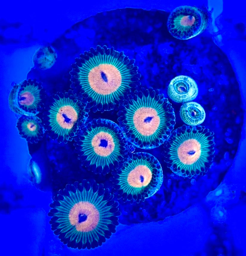 Zoas/Paly ZP102902 WYSIWYG