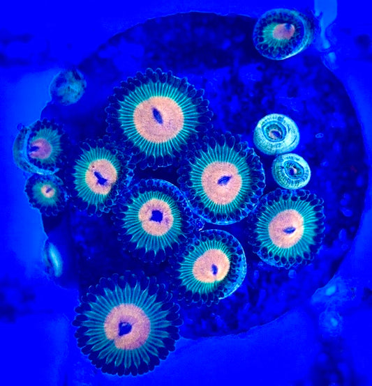 Zoas/Paly ZP102902 WYSIWYG