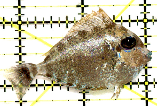 Vlamingi Unicorn Tang VUT092001 WYSIWYG Size: S 2.25" approx