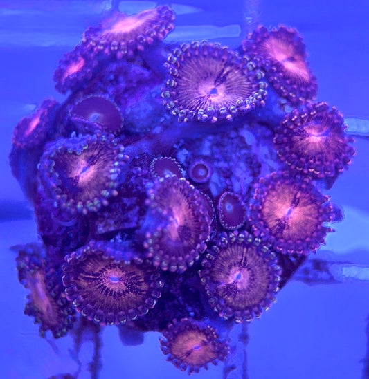 Zoas/Paly ZP102903 WYSIWYG