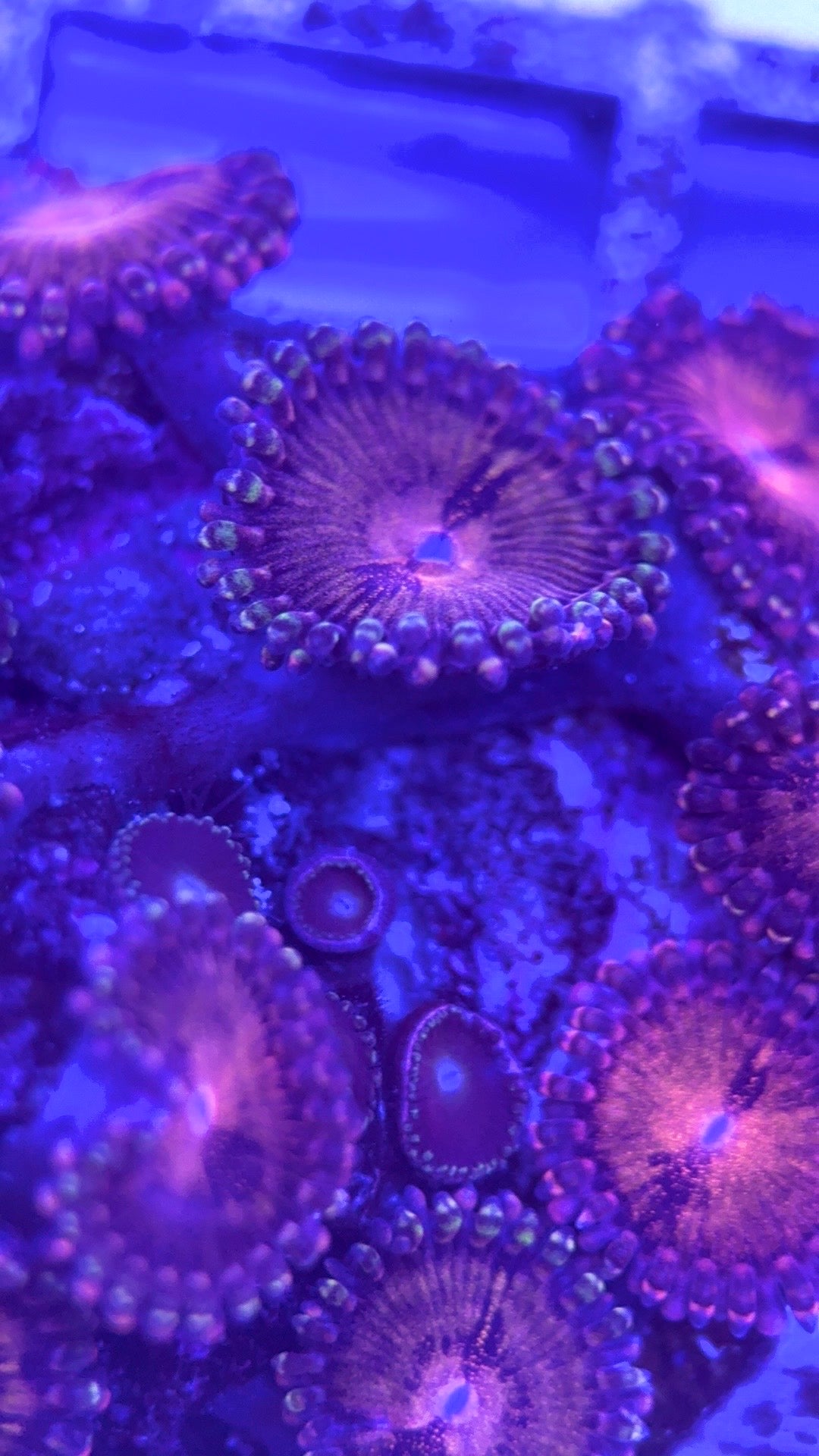 Zoas/Paly ZP102903 WYSIWYG