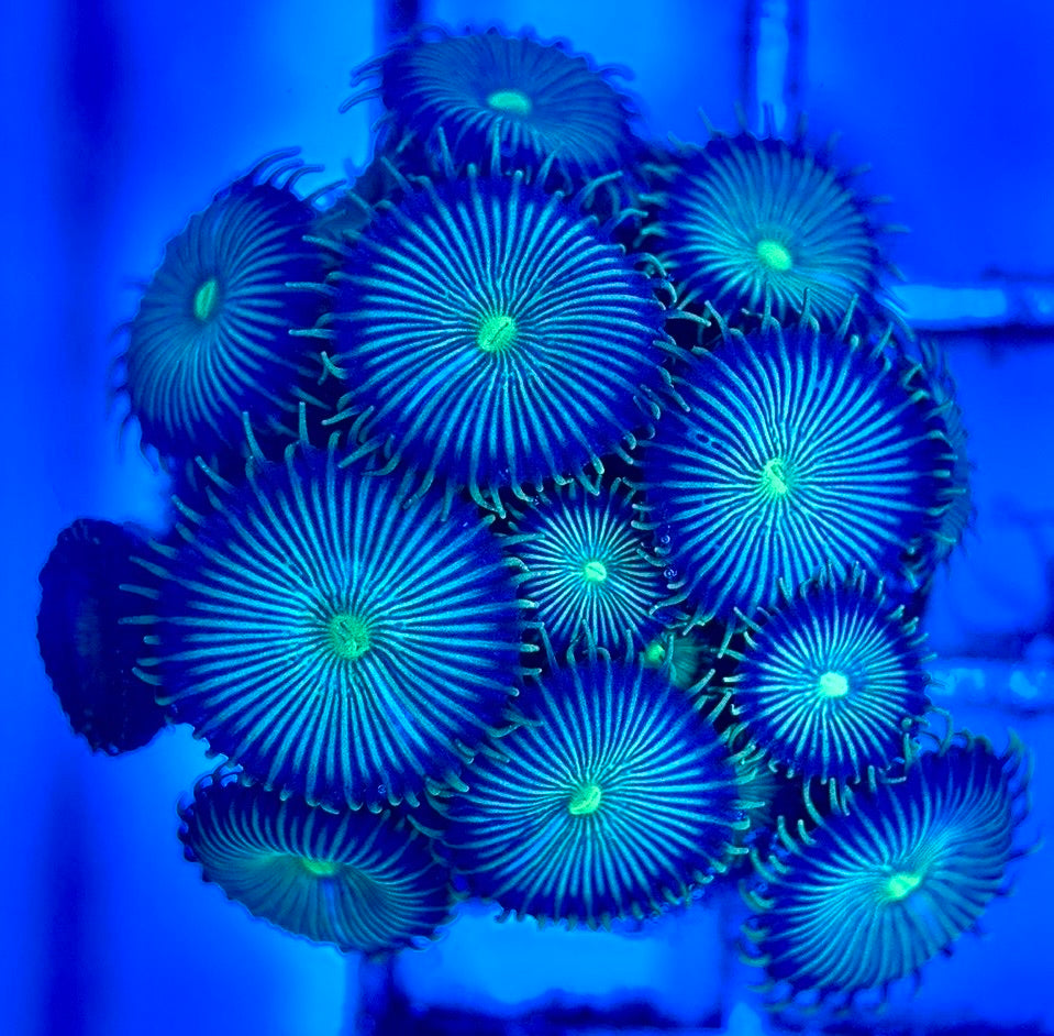 Zoas/Paly ZP102901 WYSIWYG
