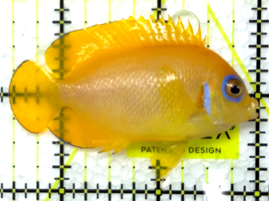 Lemonpeel Angelfish LA091501 WYSIWYG Size: M 2.5" approx