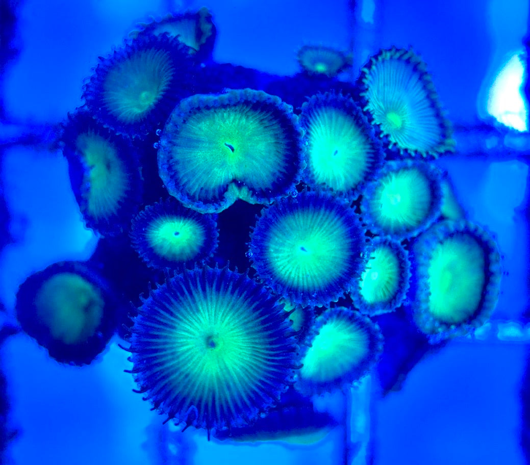 Zoas/Paly ZP102902 WYSIWYG