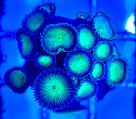 Zoas/Paly ZP102902 WYSIWYG