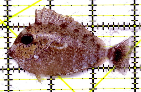 Vlamingi Unicorn Tang VUT092003 WYSIWYG Size: M 3" approx