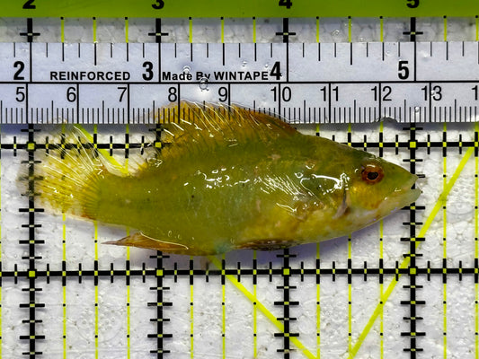 Rare Green Cockerel Wrasse Size: ML 2" to 2.5"