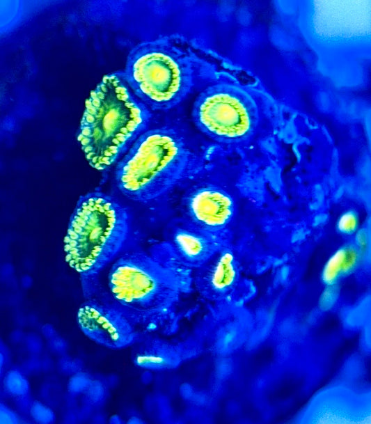 Zoas/Paly ZP102903 WYSIWYG