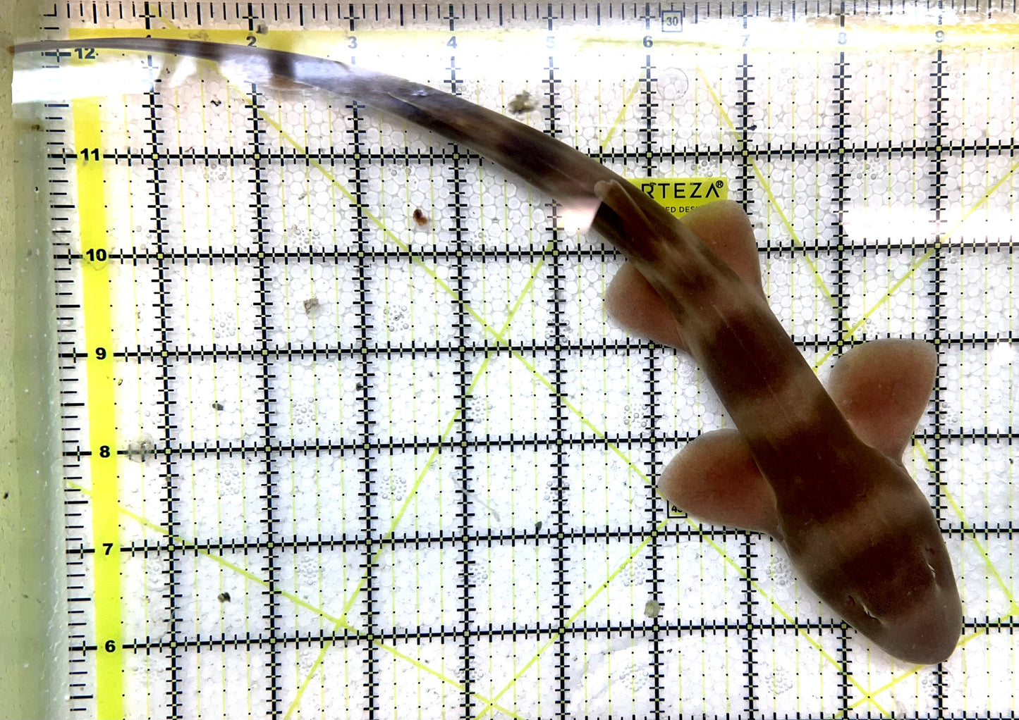 Grey Bamboo Shark GBS091501 WYSIWYG Size: XL 13" approx