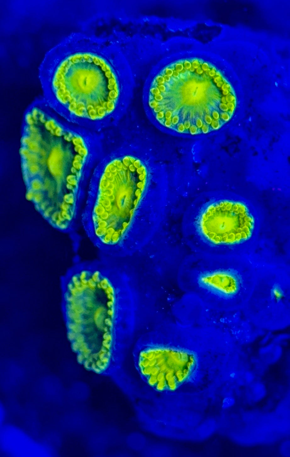 Zoas/Paly ZP102903 WYSIWYG