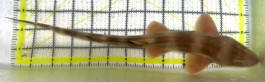 Grey Bamboo Shark GBS091501 WYSIWYG Size: XL 13" approx