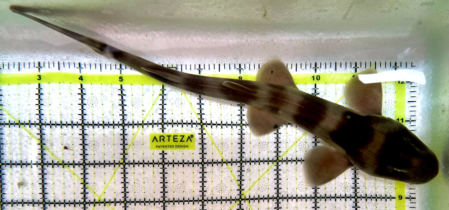 Grey Bamboo Shark GBS091301 WYSIWYG Size: L 10"