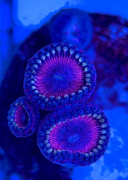 Zoas/Paly ZP102901 WYSIWYG