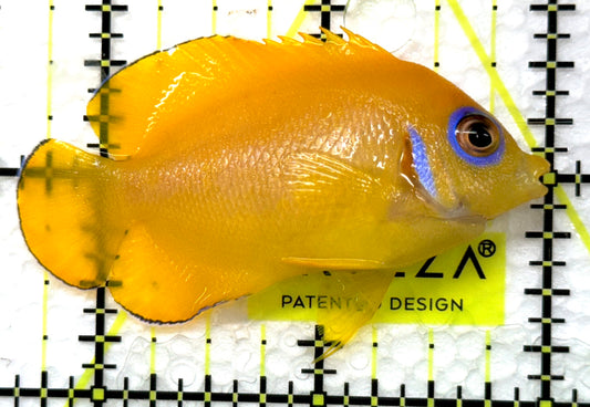 Lemonpeel Angelfish LA091502 WYSIWYG Size: M 2.5" approx