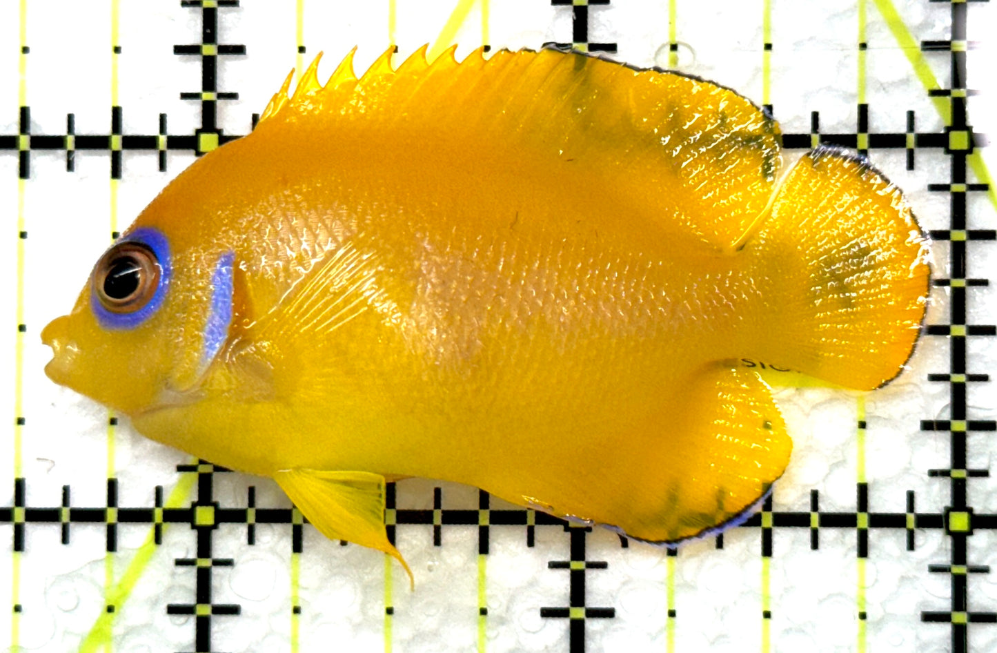 Lemonpeel Angelfish LA091502 WYSIWYG Size: M 2.5" approx