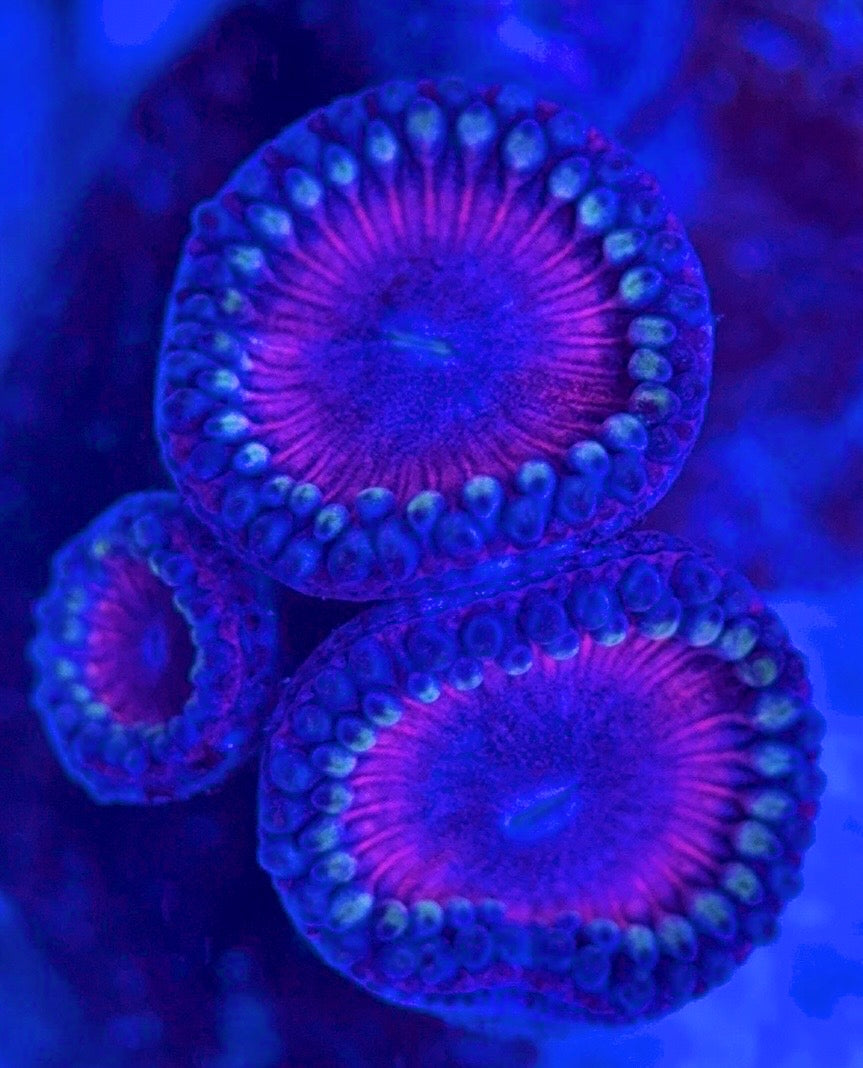 Zoas/Paly ZP102901 WYSIWYG