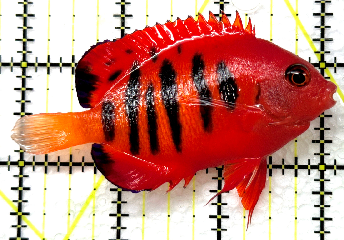 Flame Angelfish (Christmas Island, Super Red) FA091502 WYSIWYG Size: XL 3.25" approx