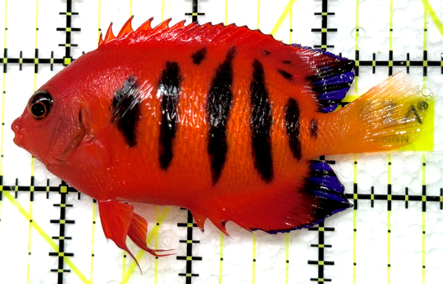 Flame Angelfish (Christmas Island, Super Red) FA091502 WYSIWYG Size: XL 3.25" approx
