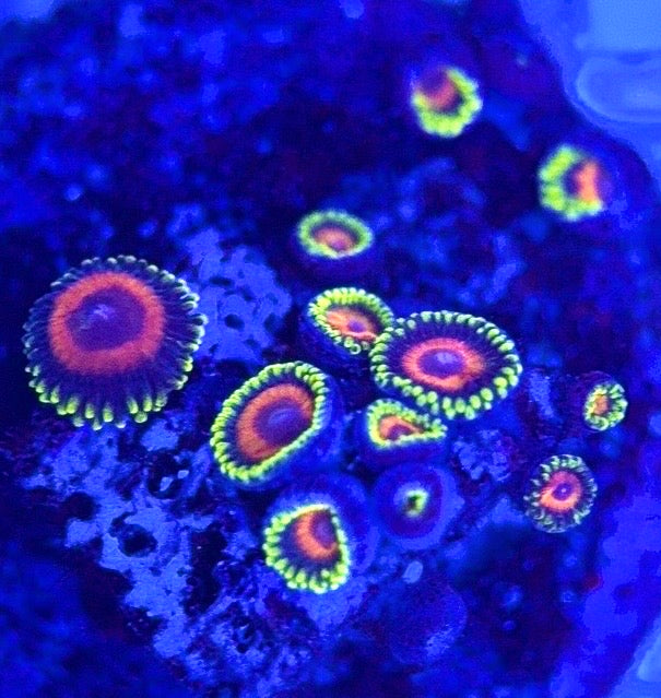Zoas/Paly ZP102902 WYSIWYG