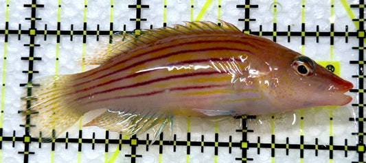 Christmas Island Eightline Wrasse CLEW091301 WYSIWYG Size: XL 3"