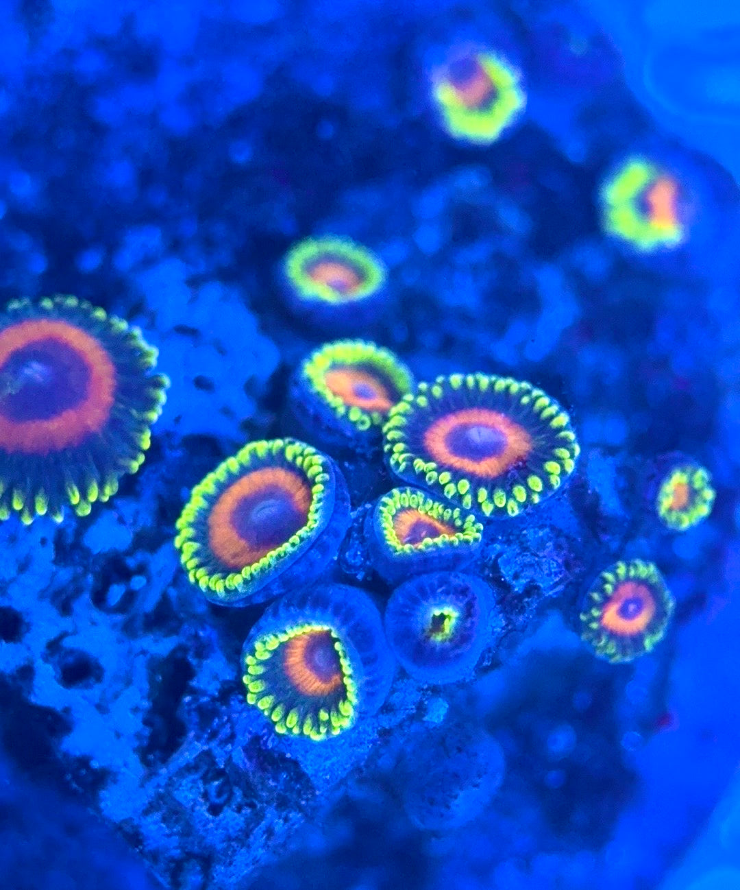 Zoas/Paly ZP102902 WYSIWYG