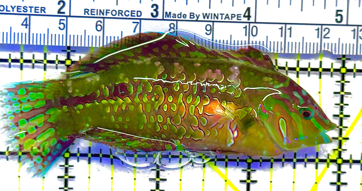 Finspot Gold Nugget Wrasse Size: M 2" to 2.5"
