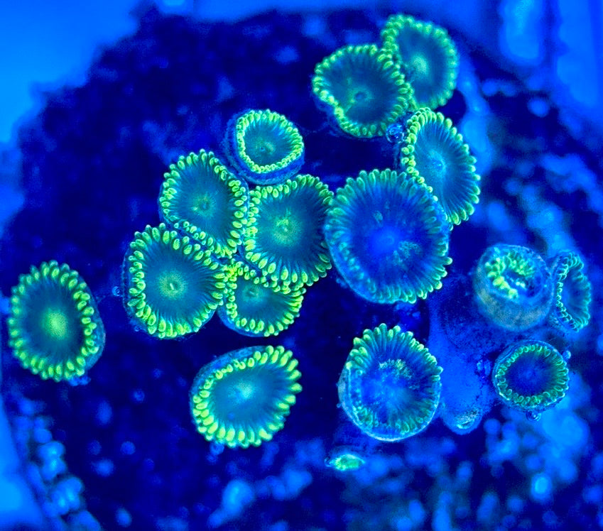 Zoas/Paly ZP102903 WYSIWYG