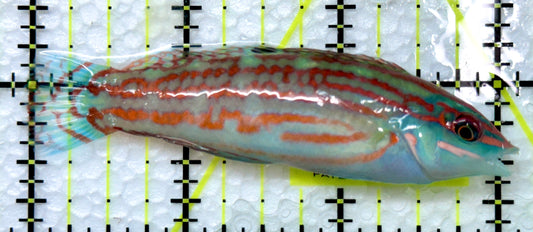 Christmas Island Christmas Wrasse CICW091801 WYSIWYG Size: XL 3"