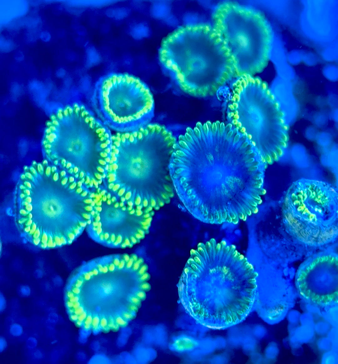 Zoas/Paly ZP102903 WYSIWYG