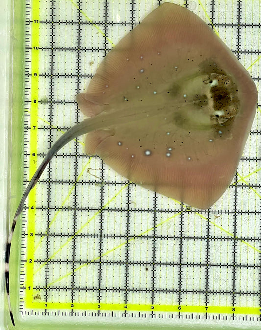 Kuhl's Masked Blue Spotted Sting Ray (Triangular Body Shape) KMBR091301 WYSIWYG Size: M 14"