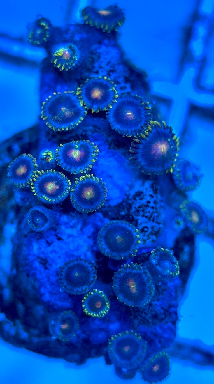 Zoas/Paly ZP102901 WYSIWYG