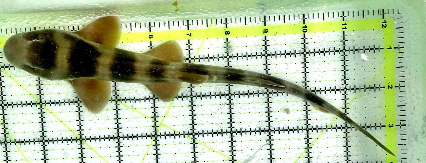 Grey Bamboo Shark GBS091301 WYSIWYG Size: L 10"