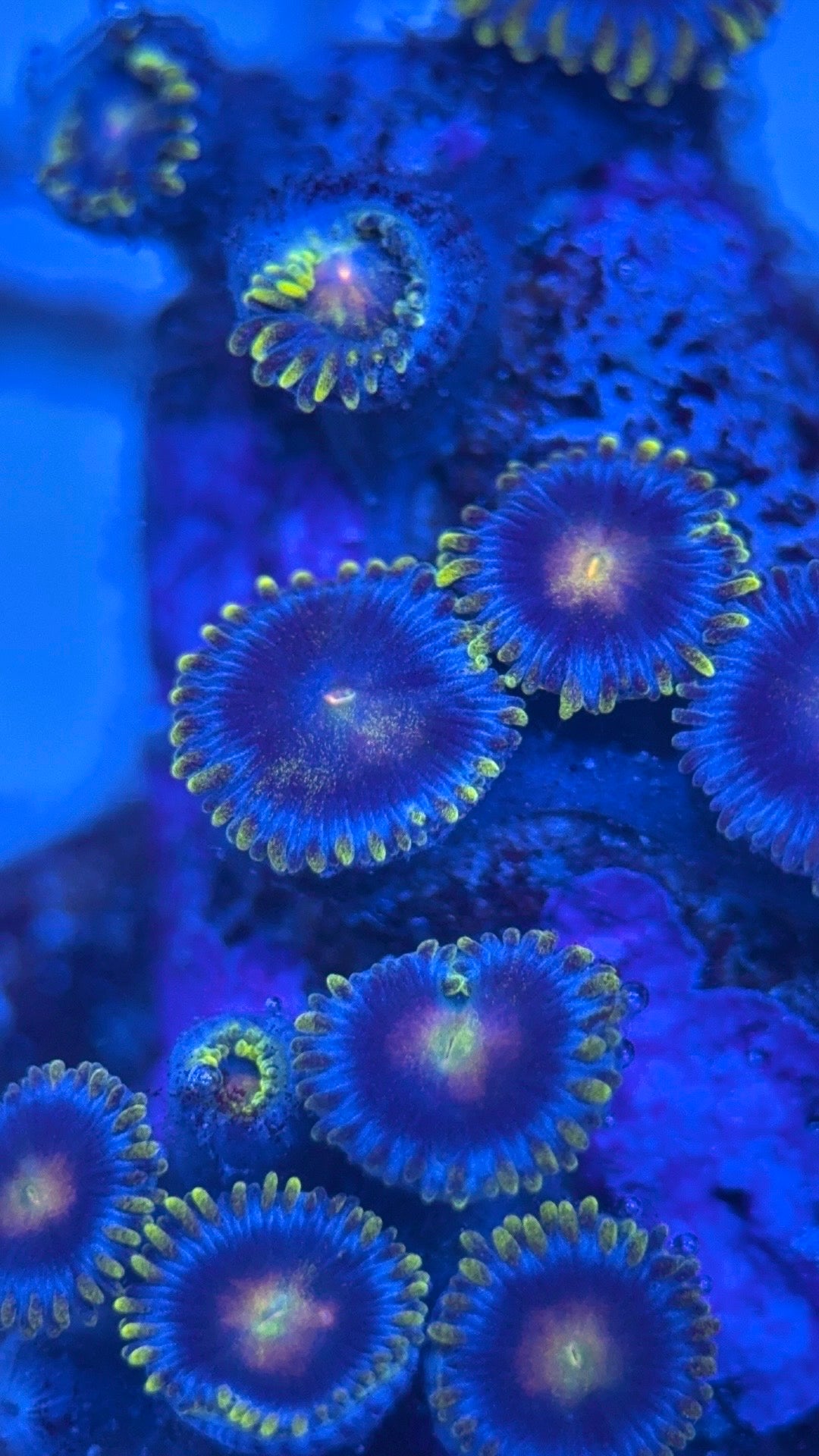 Zoas/Paly ZP102901 WYSIWYG
