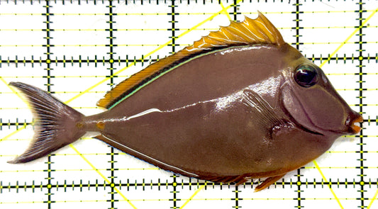Blonde Naso Tang (Maldives Special Grade) BNT092002 WYSIWYG Size: ML 5.75" approx