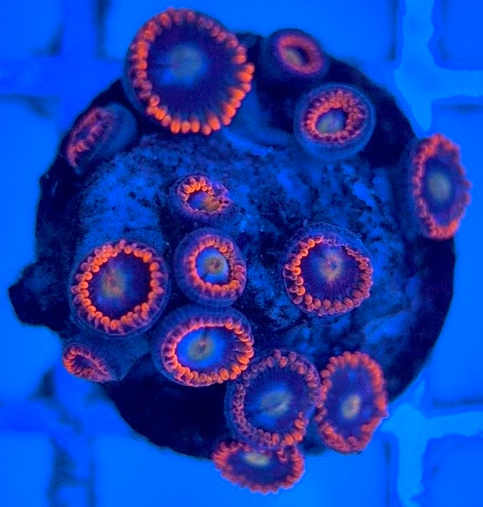 Zoas/Paly ZP102902 WYSIWYG