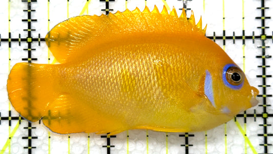 Lemonpeel Angelfish LA091503 WYSIWYG Size: L 3.25" approx