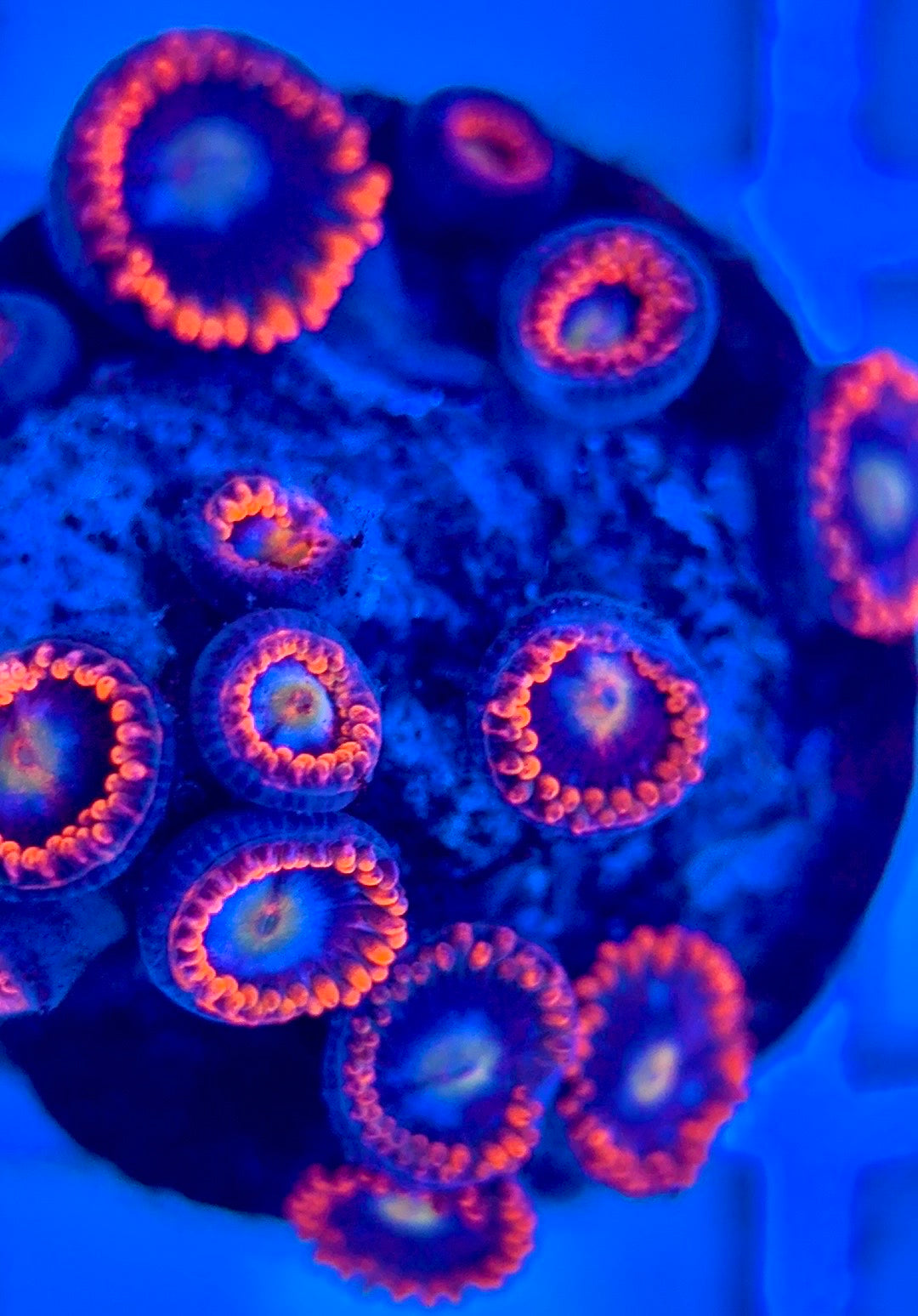 Zoas/Paly ZP102902 WYSIWYG