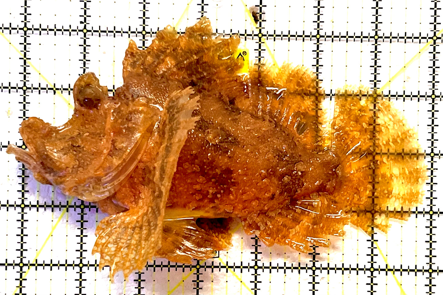Golden Frilly Weedy Rhinopias Fish GFWR091901 WYSIWYG Size: XXL 7.5" approx