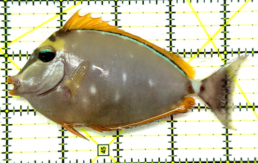 Blonde Naso Tang (Maldives Special Grade) BNT092003 WYSIWYG Size: M 4.5" approx