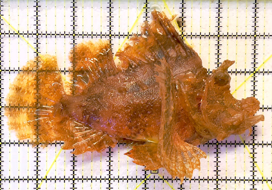 Golden Frilly Weedy Rhinopias Fish GFWR091901 WYSIWYG Size: XXL 7.5" approx